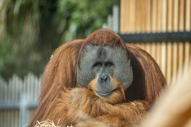 Orangutan Experience at Melbourne Zoo - excl. entry - FAQ