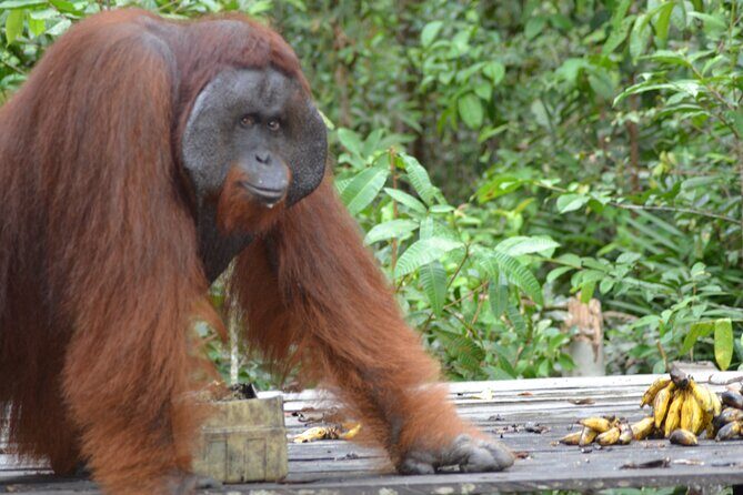 Orangutan Houseboat Kelotok Tanjung Puting 3 Days Share Cost - What It Means for You