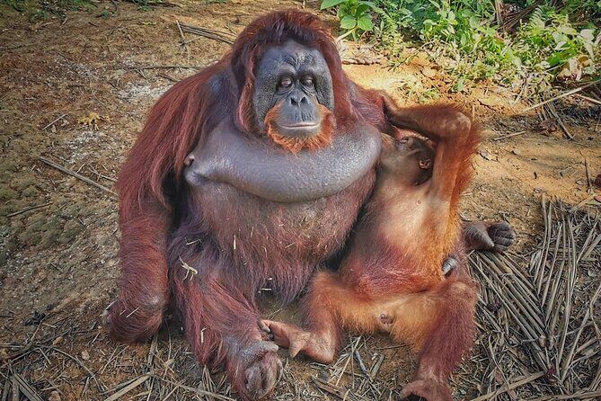 Orangutan Island & Perak Tong Cave Temple Tour from Kuala Lumpur - A Deep Dive into the Experience