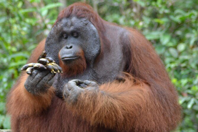 Orangutan Safari Kelotok Houseboat 3 Days 2 Nights Private - Key Points