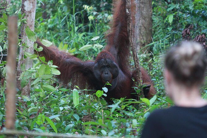 Orangutan Safari Kelotok Houseboat 3 Days 2 Nights Private - An Authentic Borneo Adventure on a Klotok Houseboat