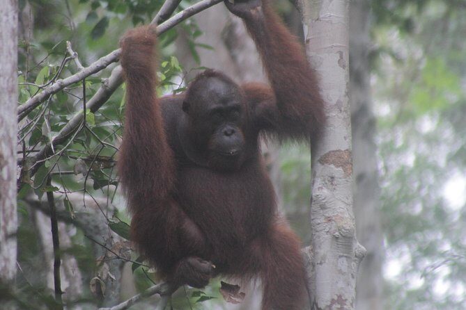 Orangutan Safari Kelotok Houseboat 3 Days 2 Nights Private - FAQ
