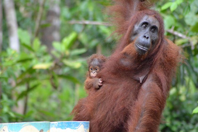 Orangutan Tanjung Puting Day Trip - Key Points