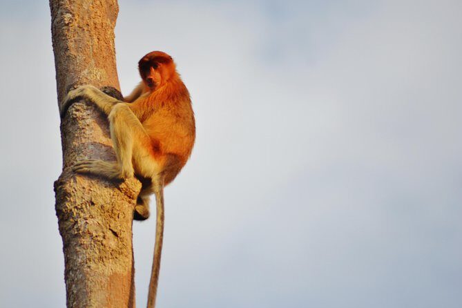 Orangutan Tanjung Puting Day Trip - Frequently Asked Questions