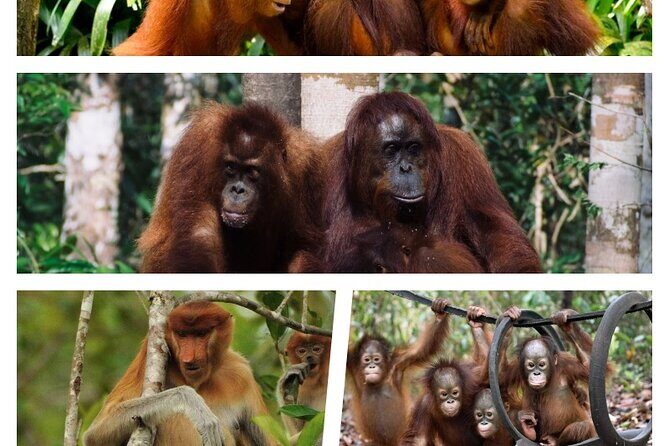 Orangutan Tour Tanjung Puting 3D2N - Exploring the Details of the Orangutan Tour Tanjung Puting 3D2N