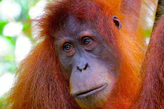 ORANGUTAN TREK (2D/1N) by EcoTravel Bukit Lawang - Authenticity and Sustainable Travel