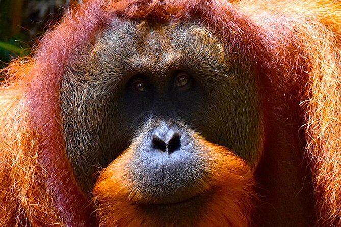 ORANGUTAN TREK (2D/1N) by EcoTravel Bukit Lawang - Final Thoughts
