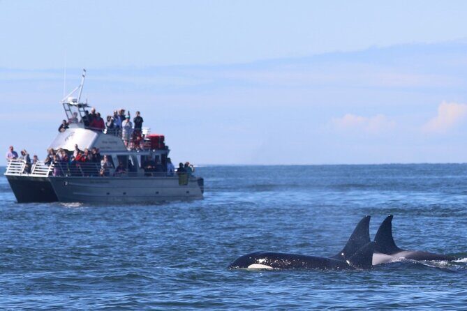 Orca whale tour from Orcas Island - What’s Included and What’s Not