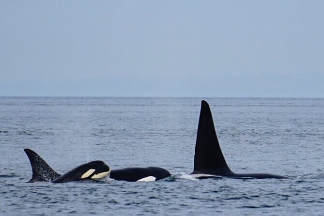 Orca whale tour from Orcas Island - Why This Tour Offers Great Value