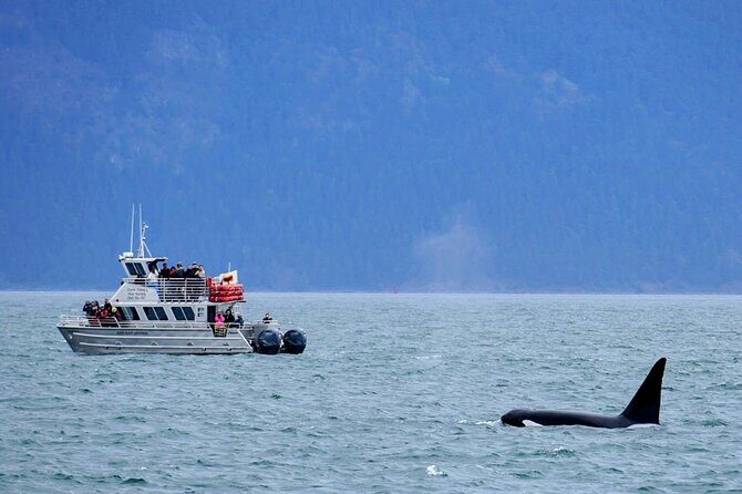Orca whale tour near Seattle - An In-Depth Look at the Orca Whale Tour in Washington