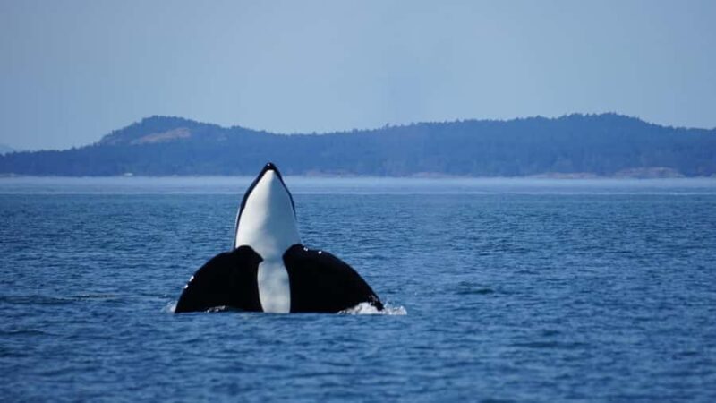 Orcas Island: Orca Whales guaranteed boat tour - A Detailed Look at the Orca Whale Tour