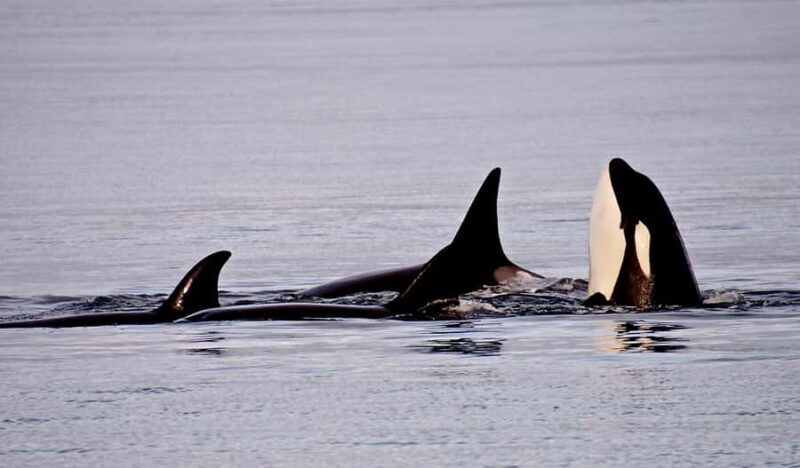 Orcas Island: Orca Whales guaranteed boat tour - FAQ