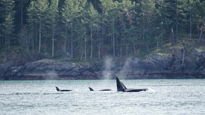 Orcas Island: Orca Whales guaranteed boat tour - Final Thoughts