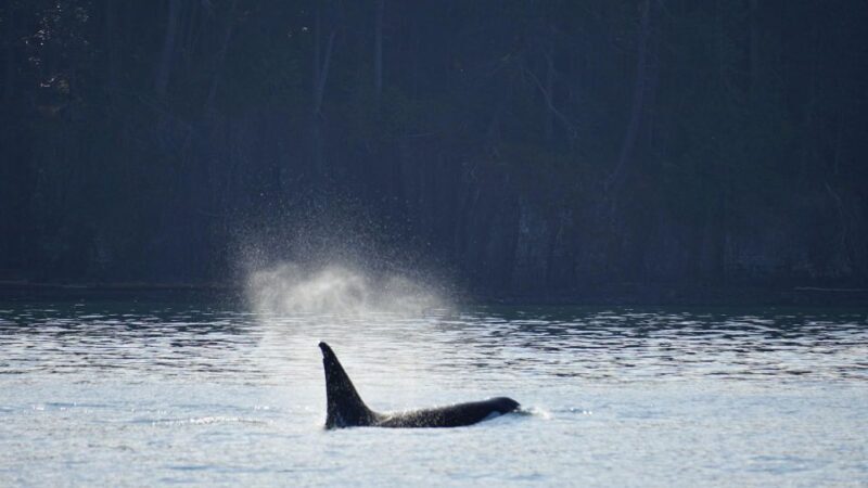 Orcas Island: Orca Whales guaranteed boat tour - Detailed Breakdown of the Itinerary