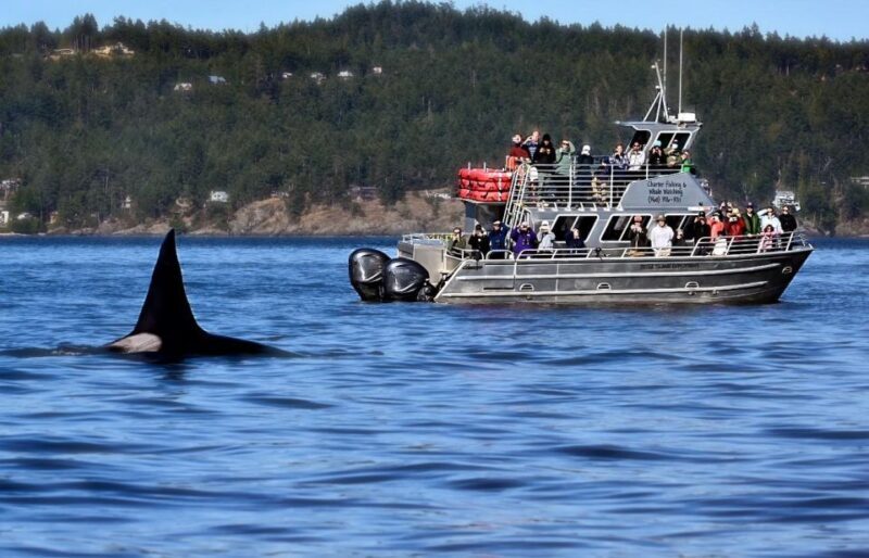 Orcas Island: Orca Whales guaranteed boat tour - Who Would This Tour Suit?
