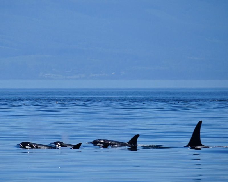 Orcas Island: Orca Whales guaranteed boat tour - Final Thoughts