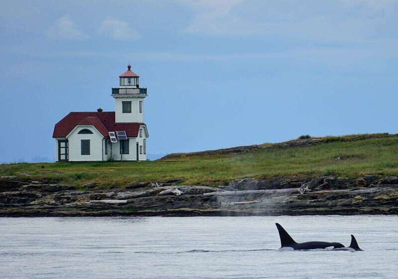 Orcas Island: Whale and Orca Guided Speedboat Tour - Key Points