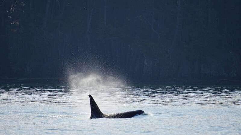 Orcas Island: Whale and Orca Guided Speedboat Tour - A Deep Dive into the Orcas Island Whale-Watching Experience