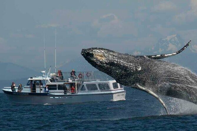 Orcas Island Whale Watching - Orcas Island Whale Watching: A Detailed Review