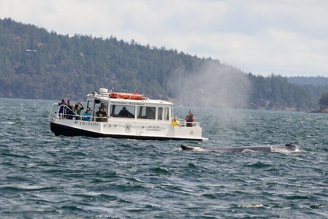 Orcas Island Whale Watching - The Sum Up