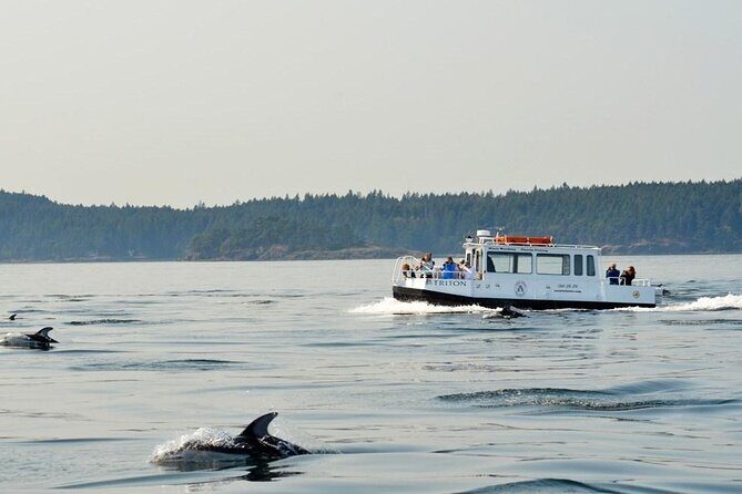 Orcas Island Whale Watching - FAQ