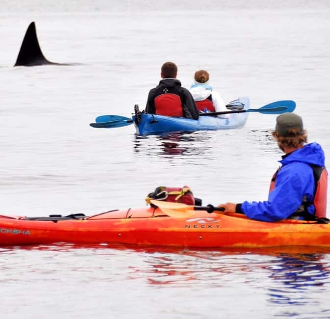 Orcas Island: Wildlife Spotting Kayak Tour - Setting the Scene: What to Expect