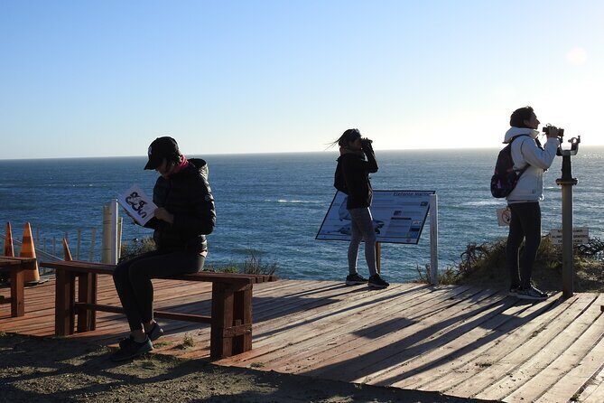 Orcas Private Tour Puerto Madryn Caleta Valdes or Punta Norte - The Experience in Detail