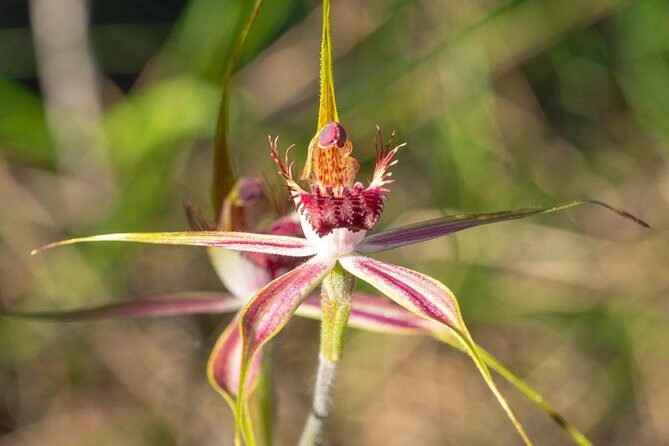 Orchids and Wildflowers Photographic Day tour from Perth - Exploring Perth’s Floral Wonderland: A Detailed Review