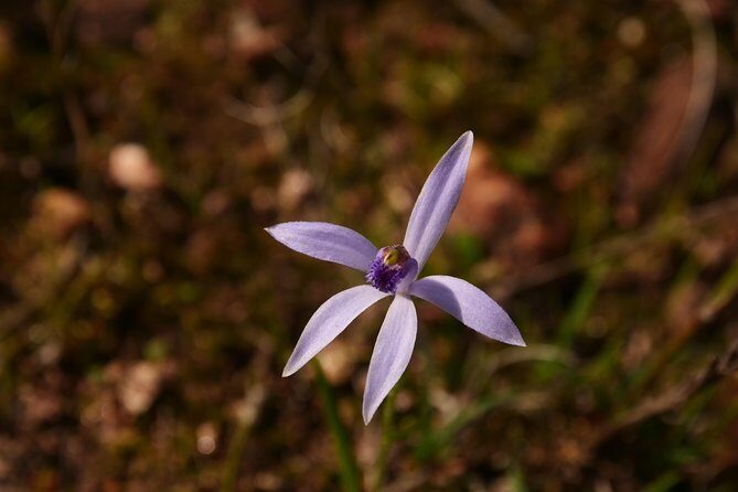 Orchids and Wildflowers Photographic Day tour from Perth - FAQs
