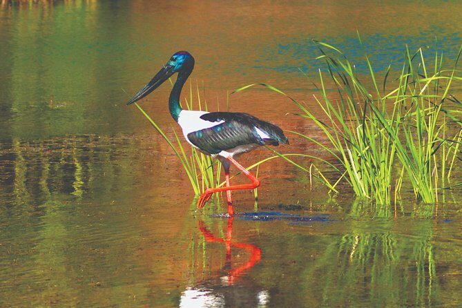 Ord River Explorer Cruise with Sunset - Final Thoughts: The Value of a Kimberley River Cruise