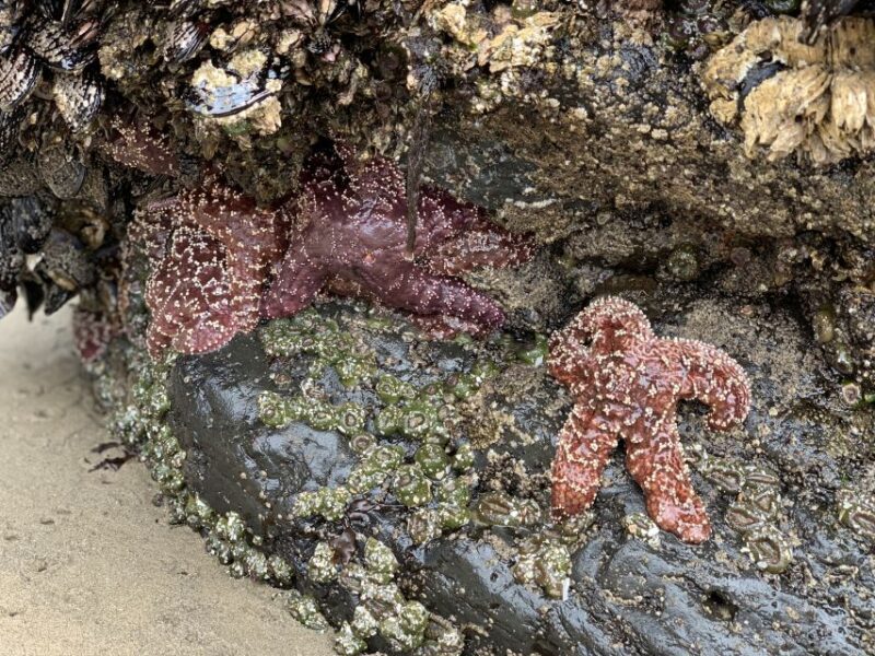 Oregon Coast Day Tour: Cannon Beach and Haystack Rock - Who Will Love This Tour?
