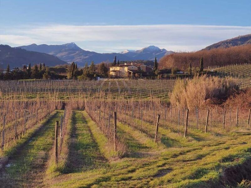 Organic and Biodynamic Winery Tour and Tasting in Lucca - Key Points