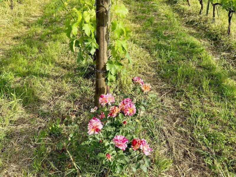 Organic and Biodynamic Winery Tour and Tasting in Lucca - A Close Look at the Experience