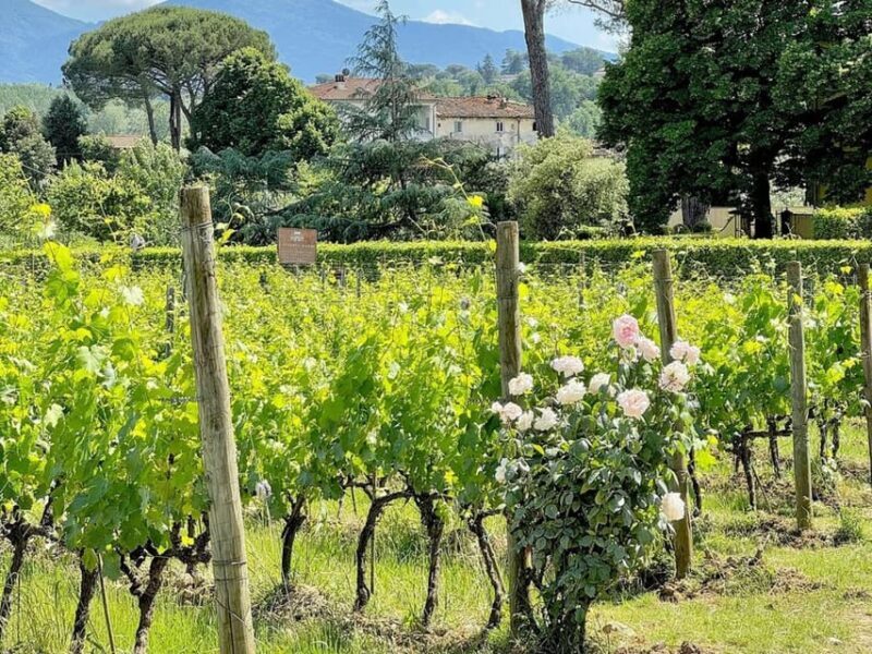 Organic and Biodynamic Winery Tour and Tasting in Lucca - Practical Details