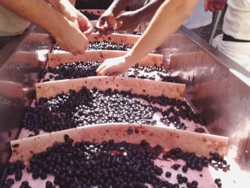 Organic and Biodynamic Winery Tour and Tasting in Lucca - FAQ