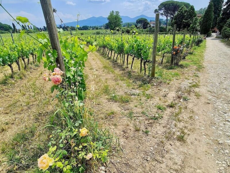 Organic and Biodynamic Winery Tour and Tasting in Lucca - Final Thoughts