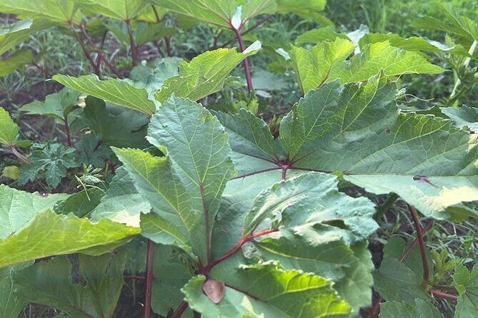 Organic cooking class sigiriya (kumara & family) - FAQ