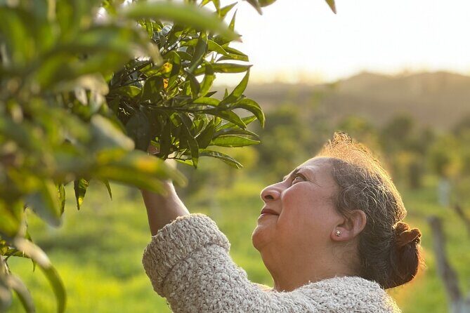 Organic Orange Picking & Jam Making with Farm-to-Table Lunch - A Deep Dive into the Orange Picking & Farm Experience