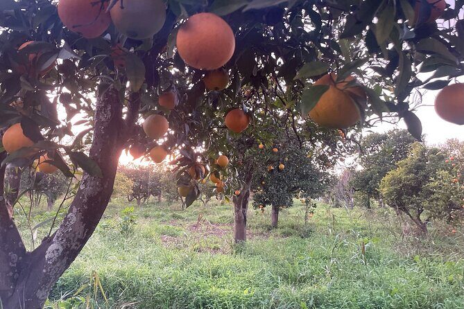 Organic Orange Picking & Jam Making with Farm-to-Table Lunch - Who Should Book This Tour?