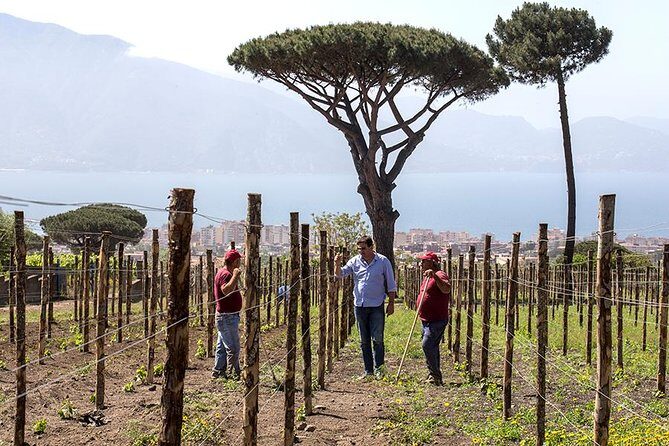 Organic Wine Tasting & Lunch Experience on Mt Vesuvius - Practical Details and Tips for Travelers