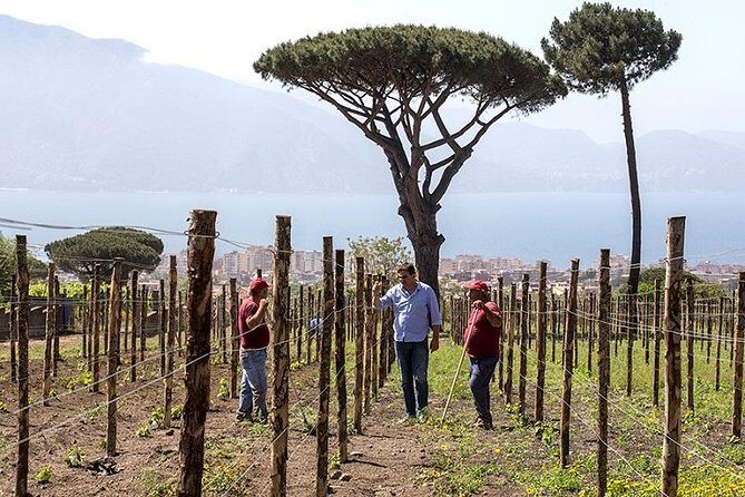 Organic Wine Tasting & Lunch on Vesuvius with Transfer from Sorrento Peninsula - FAQ