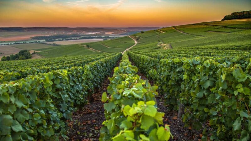 Organic Wine Tasting with Saint paul Half Day Tour from Nice - FAQ