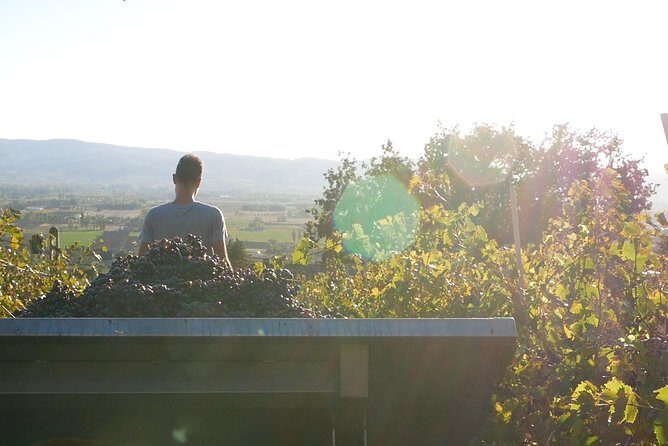 Organic Winery tour with Full Lunch from Assisi - An Authentic Taste of Umbrian Food and Wine: Organic Winery Tour from Assisi