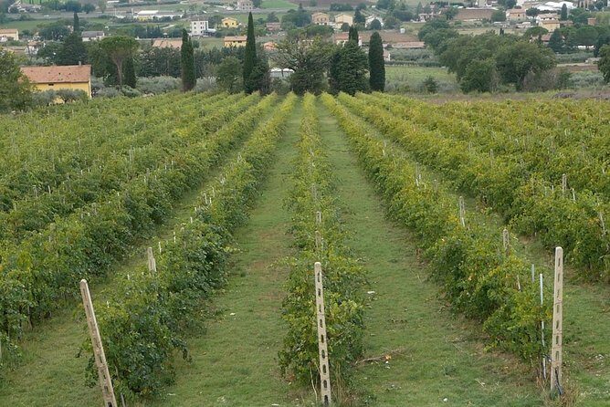 Organic Winery tour with Full Lunch from Assisi - FAQs About the Organic Winery Tour from Assisi
