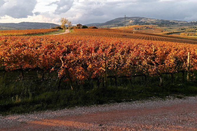 Organic Winery tour with Full Lunch from Assisi - Final Words