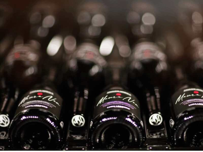 Organic Winery Visit near Turin with Wine & Food Tasting - Who Will Love This Experience?