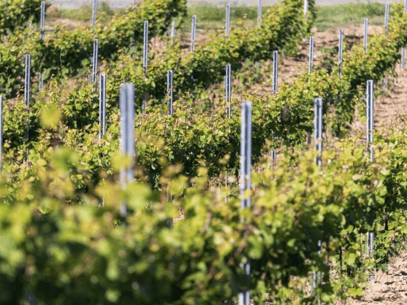 Organic Winery Visit & Wine Tasting with Food in Pavia - A detailed look at the Organic Winery Visit & Wine Tasting with Food in Pavia