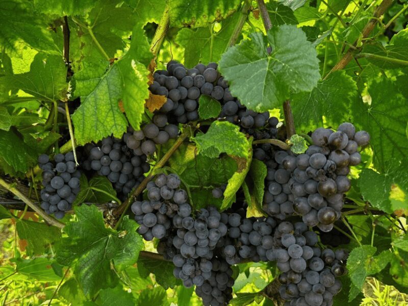 Organic Winery Visit & Wine Tasting with Food in Pavia - A Well-Balanced Experience for Curious Travelers
