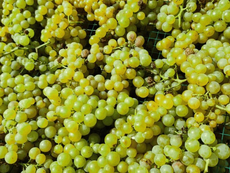 Organic Winery Visit & Wine Tasting with Food in Pavia - FAQ