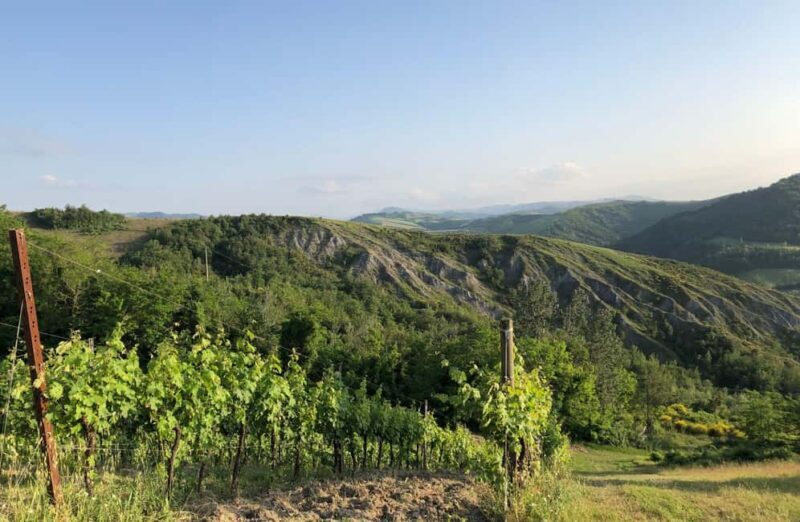 Organic Winery Visit with Wine & Food Tasting in Bologna - Who Will Enjoy This Experience Most?